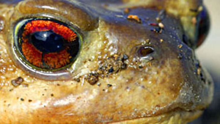 Descubren una especie de anfibio anuro