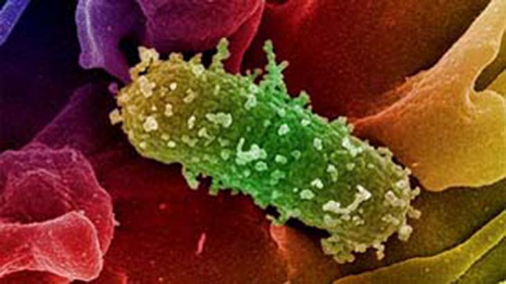 Ataque a las bacterias ms resistentes