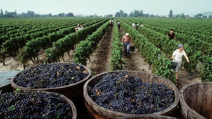 Avances en la mejora de la produccin vitivincola