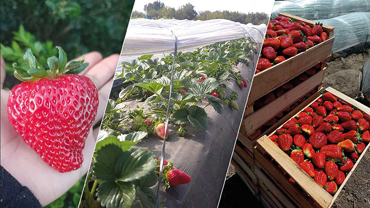 Frutilla, la fruta que se cultiva en Florencio Varela y llega a todo el pas