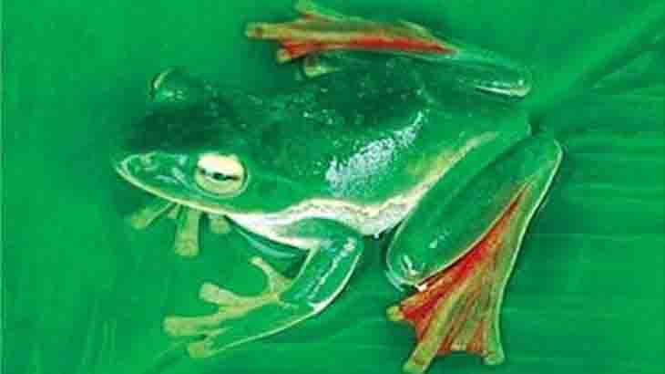 Identifican composicin cromosmica de anfibios y reptiles
