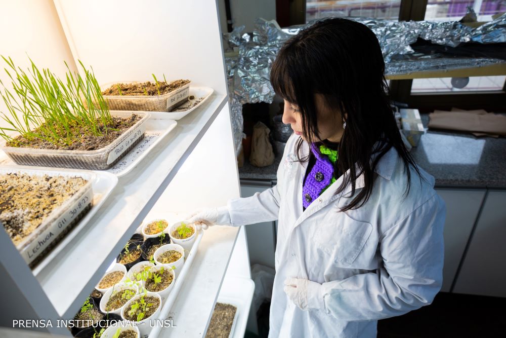 Un hongo fortalece el crecimiento de alfalfa en suelos degradados