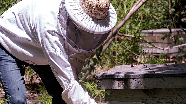 Abejas dirigidas para mejorar la eficiencia de cultivos