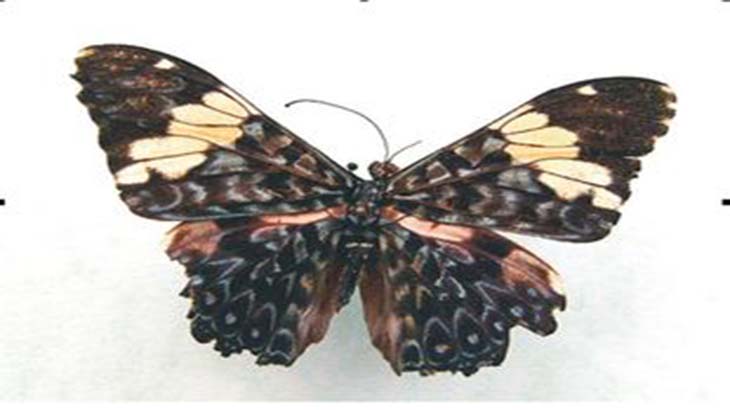 Primer muestreo de mariposas en la Reserva Iber