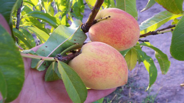 Nuevas opciones para aprovechar los descartes de frutas