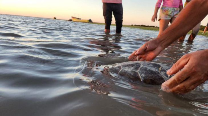 Graduados de Sistemas disean una app para ubicar tortugas atrapadas en redes de pesca