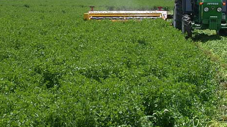 Mejoran el suelo para producir ms alfalfa