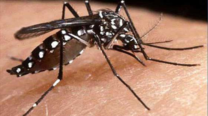 Dengue: Debemos estar educados para ser precavidos