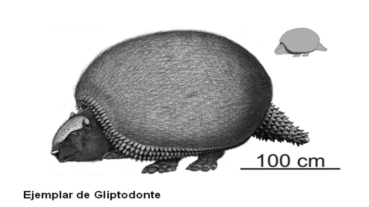 Hallan ejemplar nonato de gliptodonte
en perfecto estado de preservacin