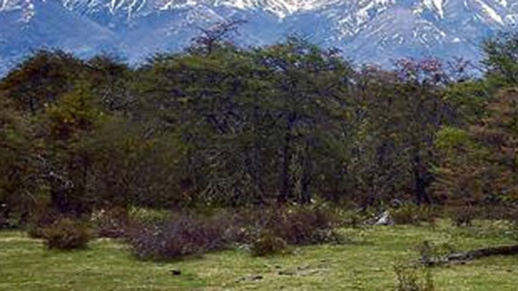 rboles patagnicos en peligro por el cambio climtico
