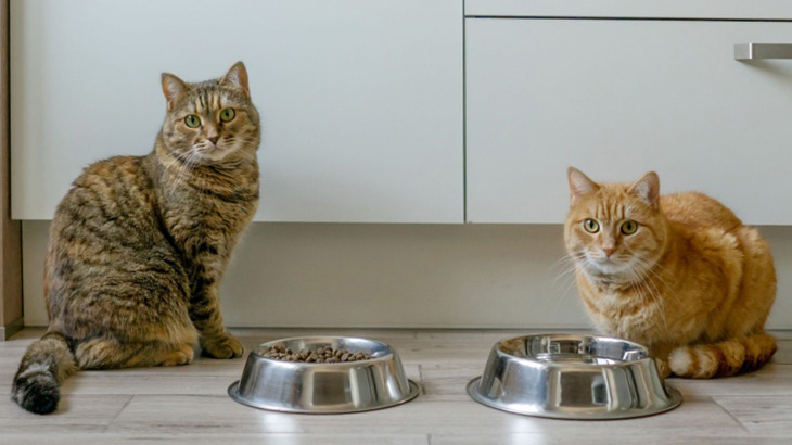 Cuidado felino: consejos para mantener a tu gato feliz y saludable