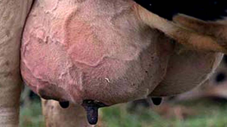 Analizan un patgeno ambiental causante de la mastitis bovina