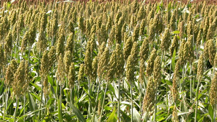Buscan impulsar el cultivo de sorgo