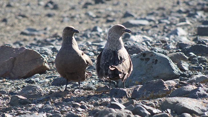 Las skuas: reinas y villanas